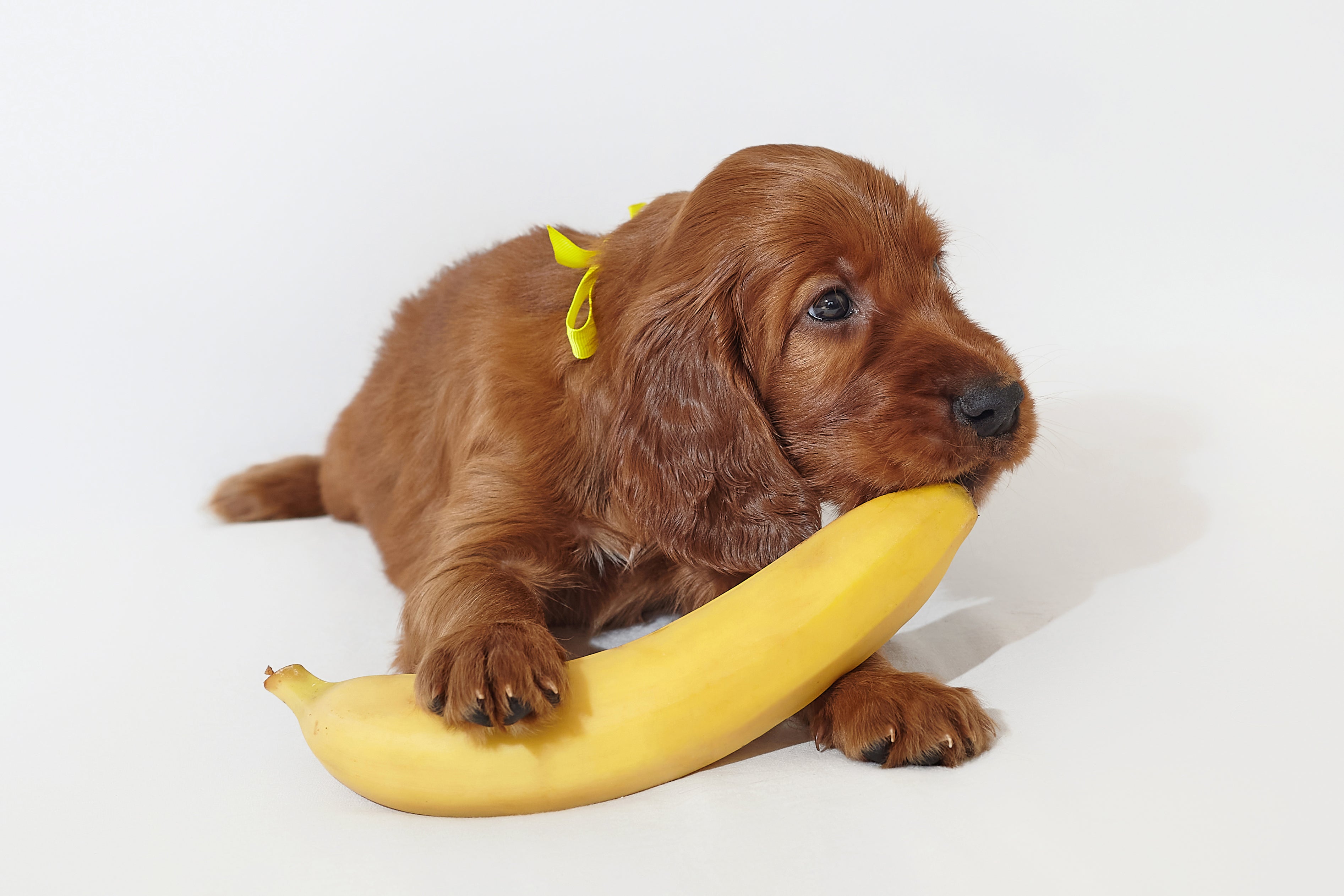 Snapshot of Benefits Puppies Receive From Eating Banana For Breakfast