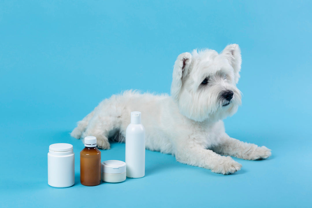 What vitamins do dogs really need?