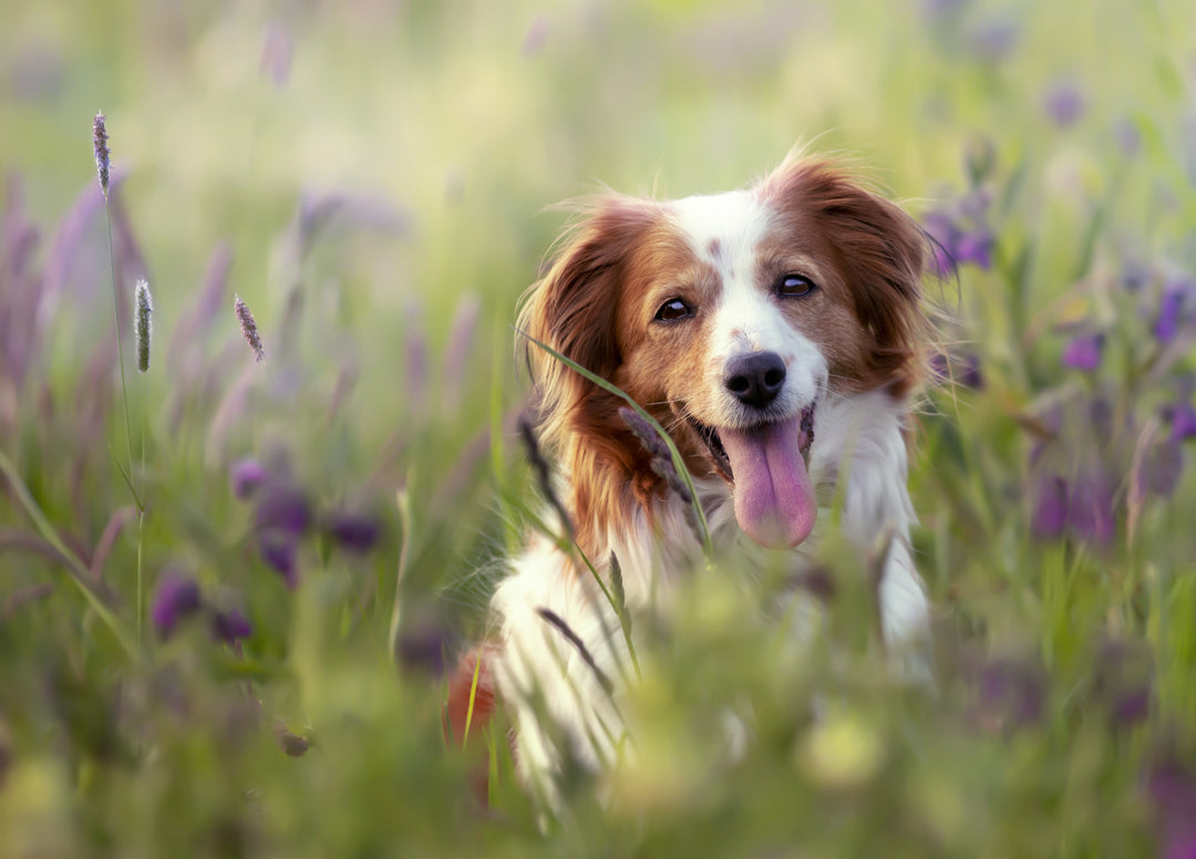 What are the best supplements for dogs?