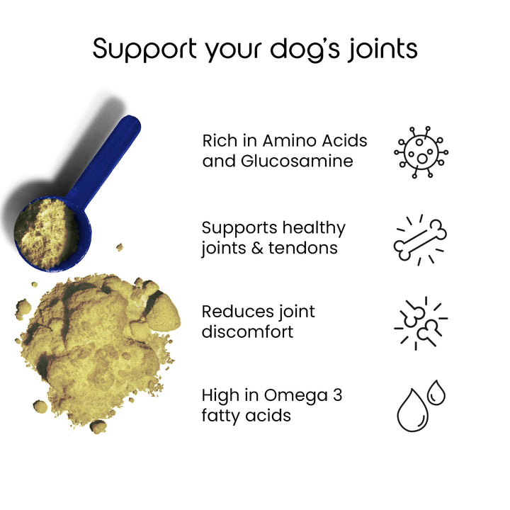 Green Lipped Mussel Powder For Dogs